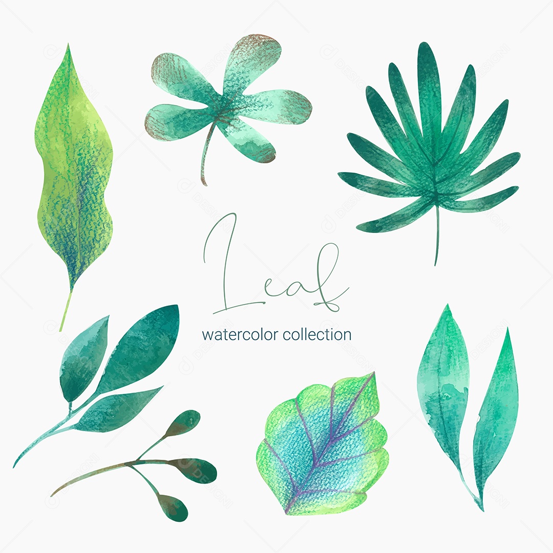 Coleção de Folha Plantas Ervas Da Floresta e Folgas Tropicais Vetor EPS