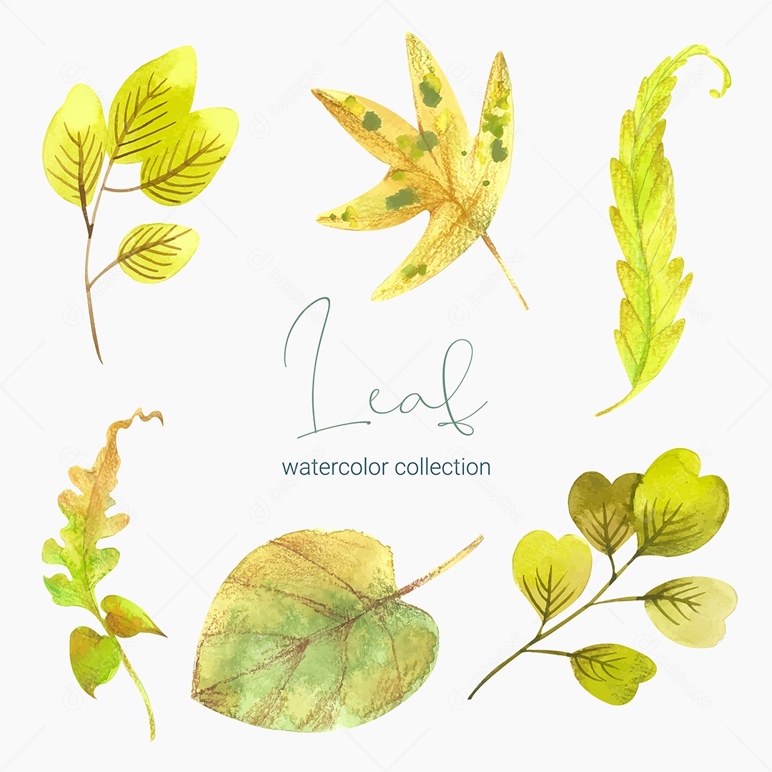 Coleção de Folha Plantas Ervas Da Floresta e Folgas Tropicais Vetor EPS