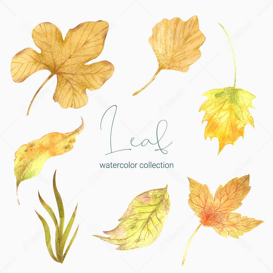 Coleção de Folha Plantas Ervas Da Floresta e Folgas Tropicais Vetor EPS