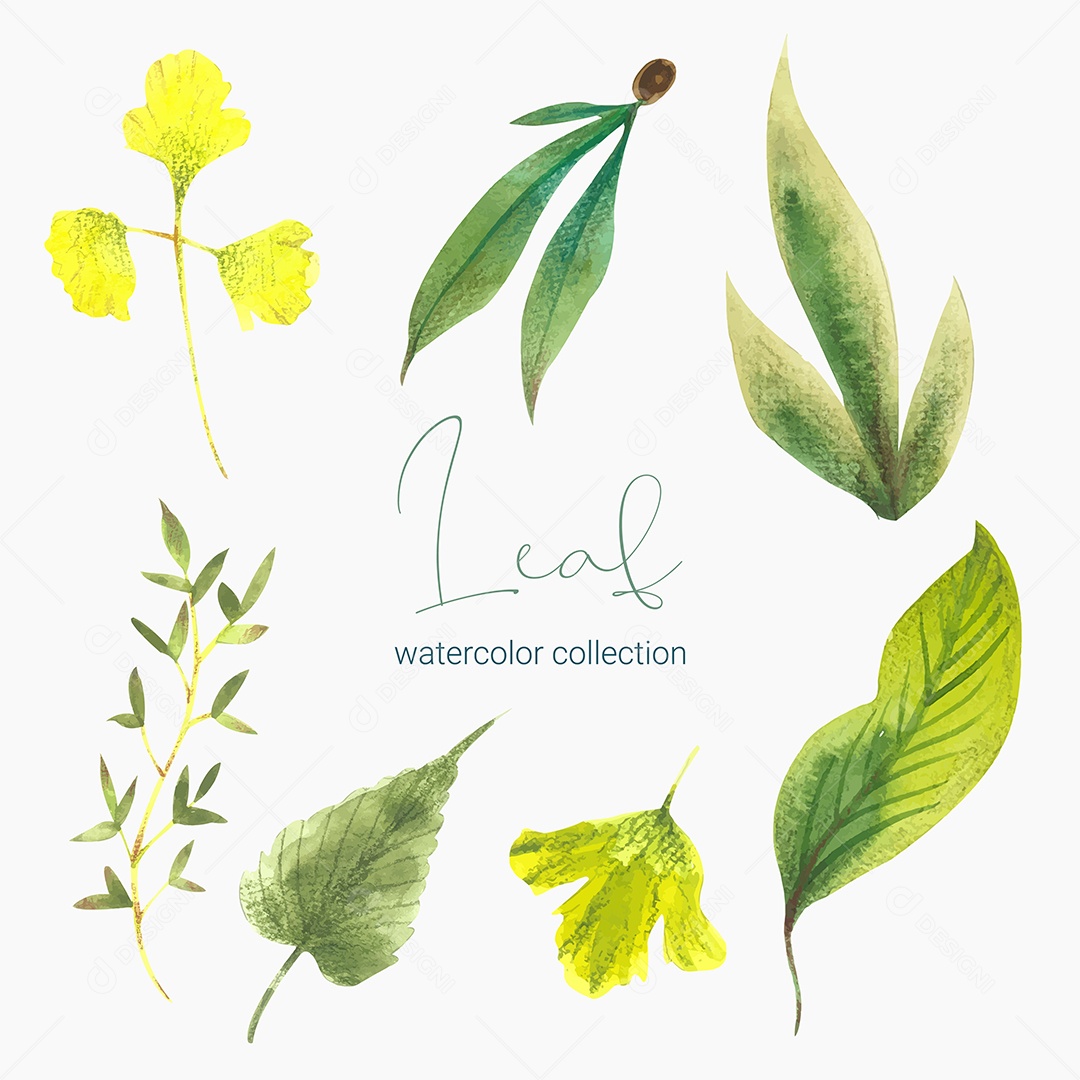 Coleção de Folha Plantas Ervas Da Floresta e Folgas Tropicais Vetor EPS