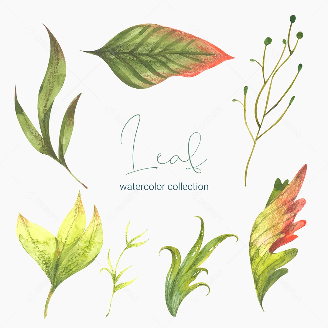 Coleção de Folha Plantas Ervas Da Floresta e Folgas Tropicais Vetor EPS