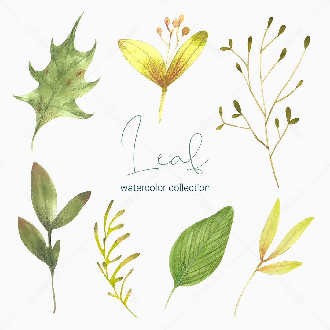 Coleção de Folha Verde Plantas Ervas Da Floresta e Folgas Tropicais Vetor EPS