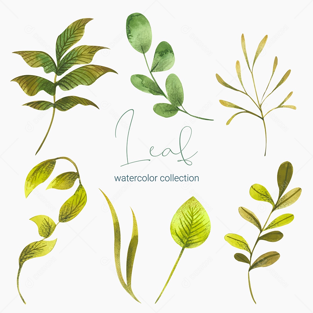 Coleção de Folha Verde Plantas Ervas Da Floresta e Folgas Tropicais Vetor EPS
