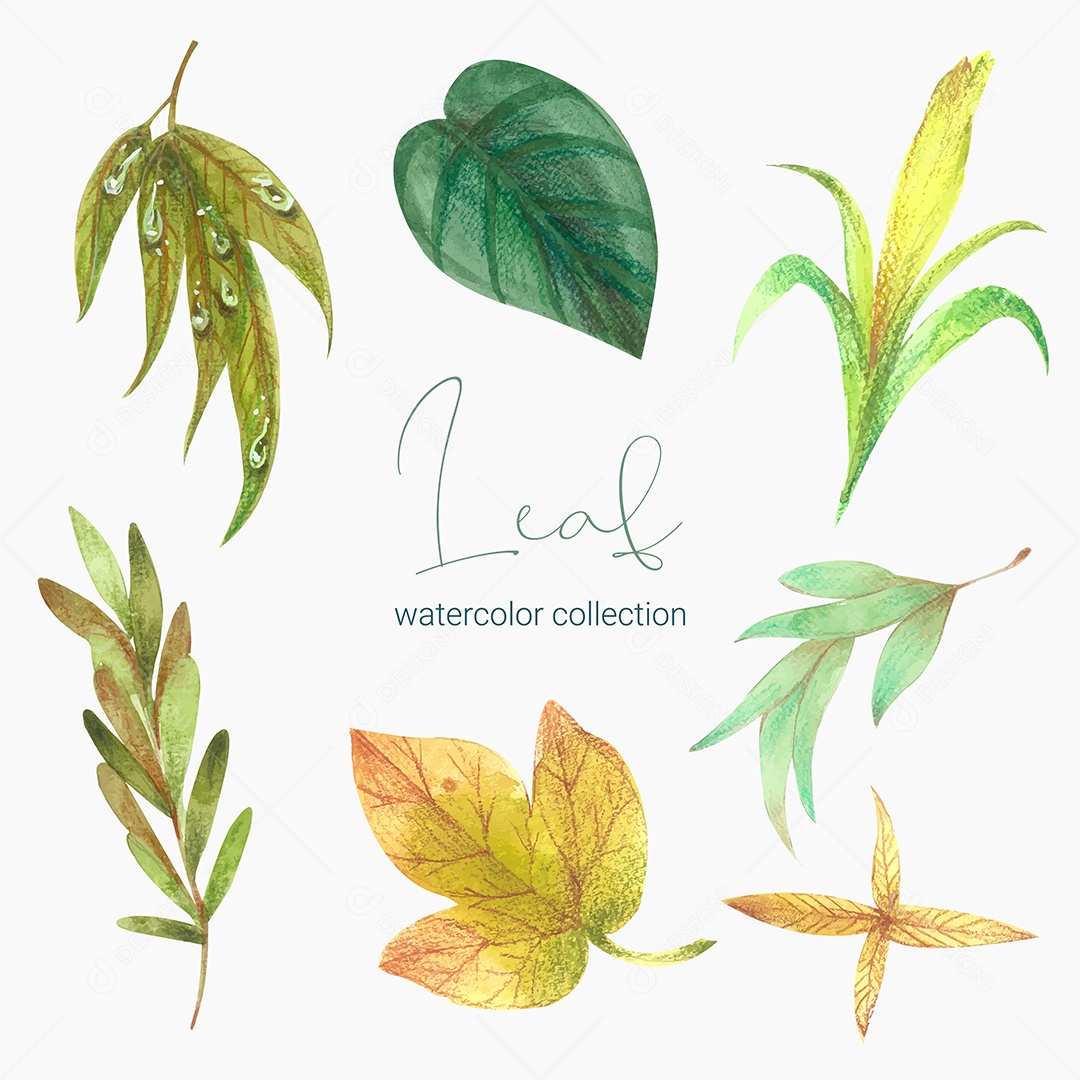 Coleção de Folha Verde Plantas Ervas Da Floresta e Folgas Tropicais Vetor EPS