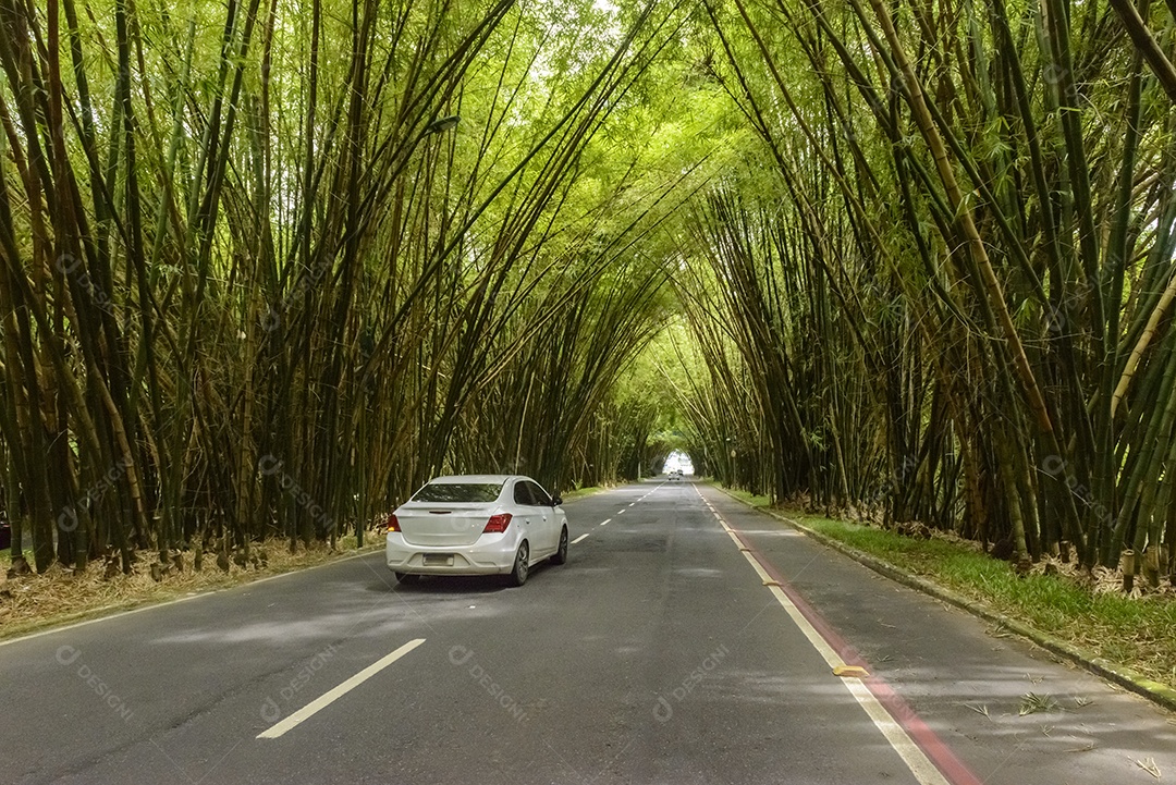 Bambuzal do Aeroporto de Salvador Bahia Brasil em 10 de dezembro de 2022