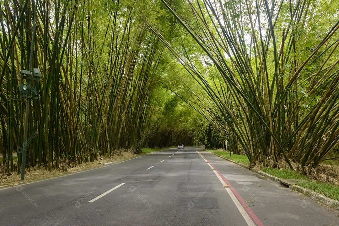 Bambuzal do Aeroporto de Salvador Bahia Brasil em 10 de dezembro de 2022