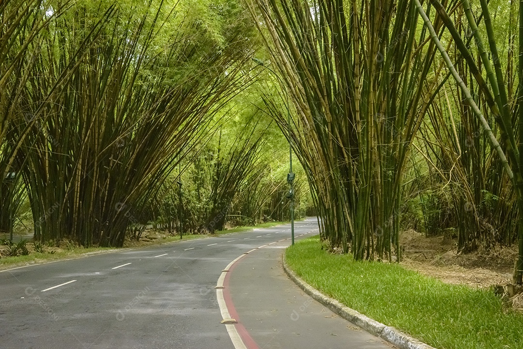 Bambuzal do Aeroporto de Salvador Bahia Brasil em 10 de dezembro de 2022
