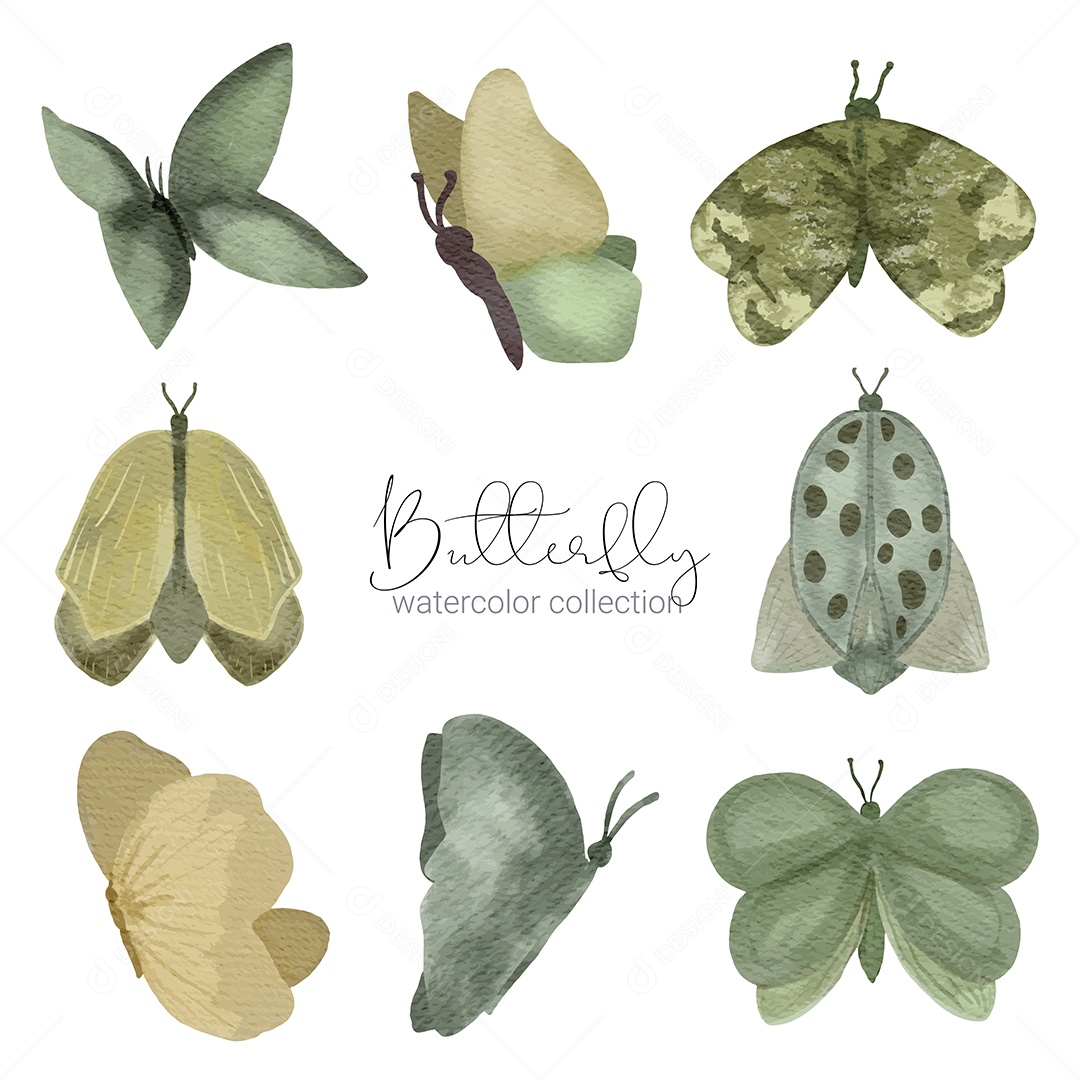 Insetos Borboletas Exótica Vetores EPS