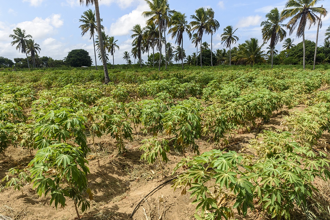 Plantação de mandioca no Conde Paraíba Brasil