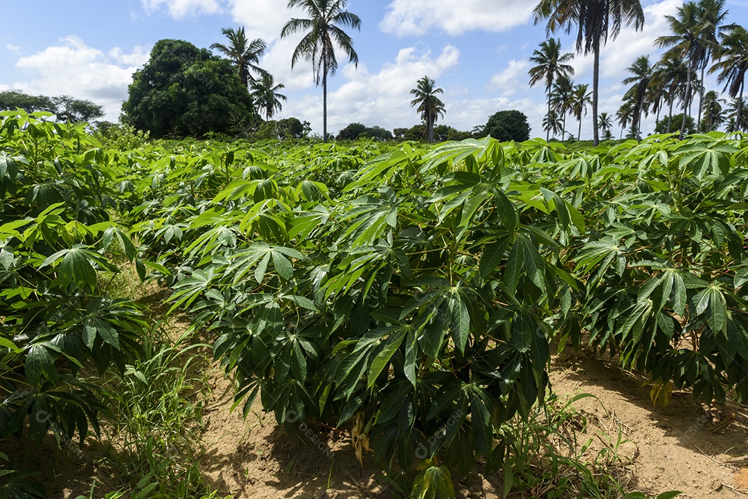 Plantação de mandioca no Conde Paraíba Brasil
