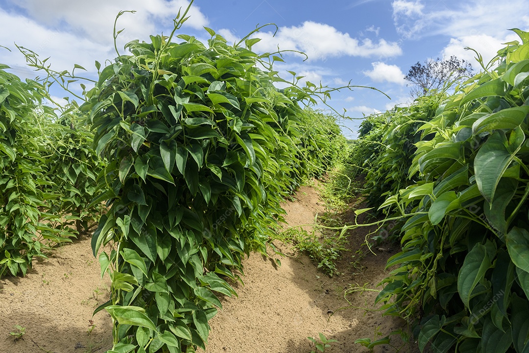 Plantação de inhame em Conde Paraíba Brasil Agricultura brasileira