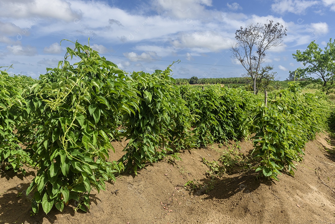 Plantação de inhame em Conde Paraíba Brasil Agricultura brasileira.