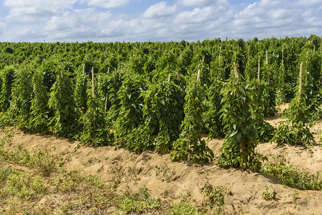 Plantação de inhame em Conde Paraíba Brasil Agricultura brasileira.