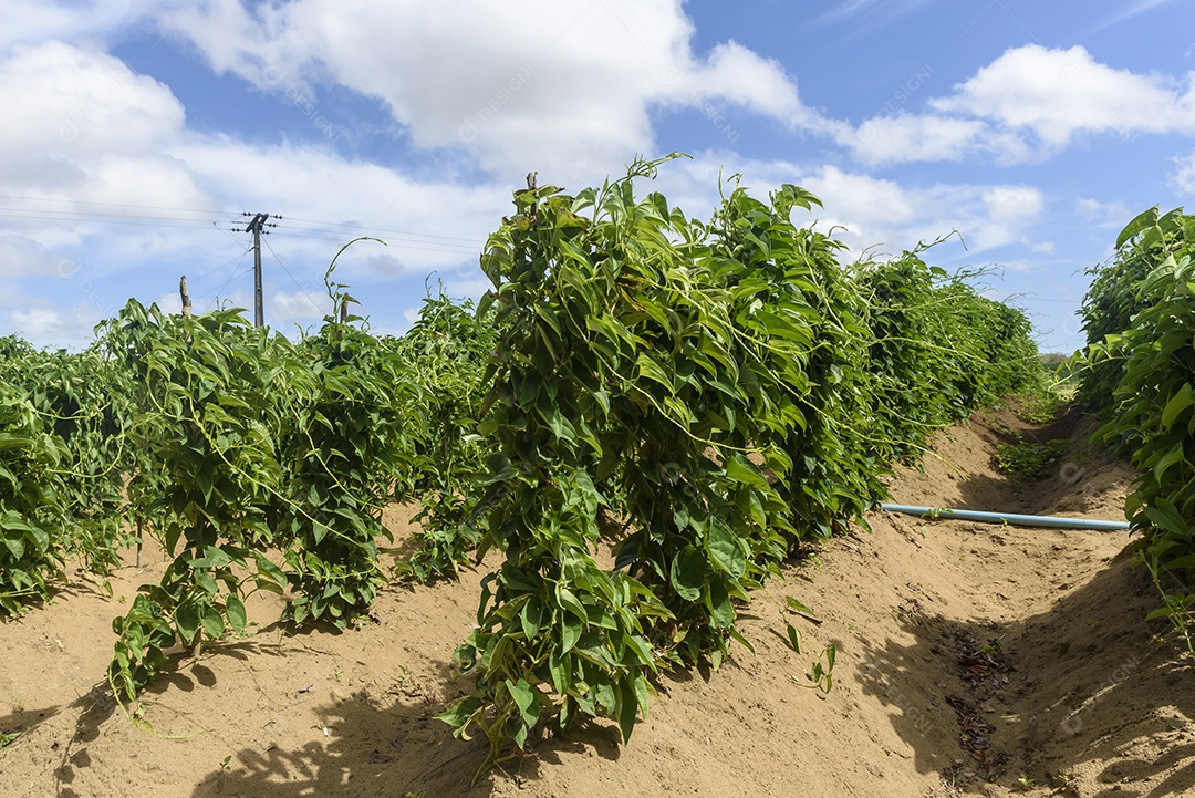 Plantação de inhame em Conde Paraíba Brasil Agricultura brasileira