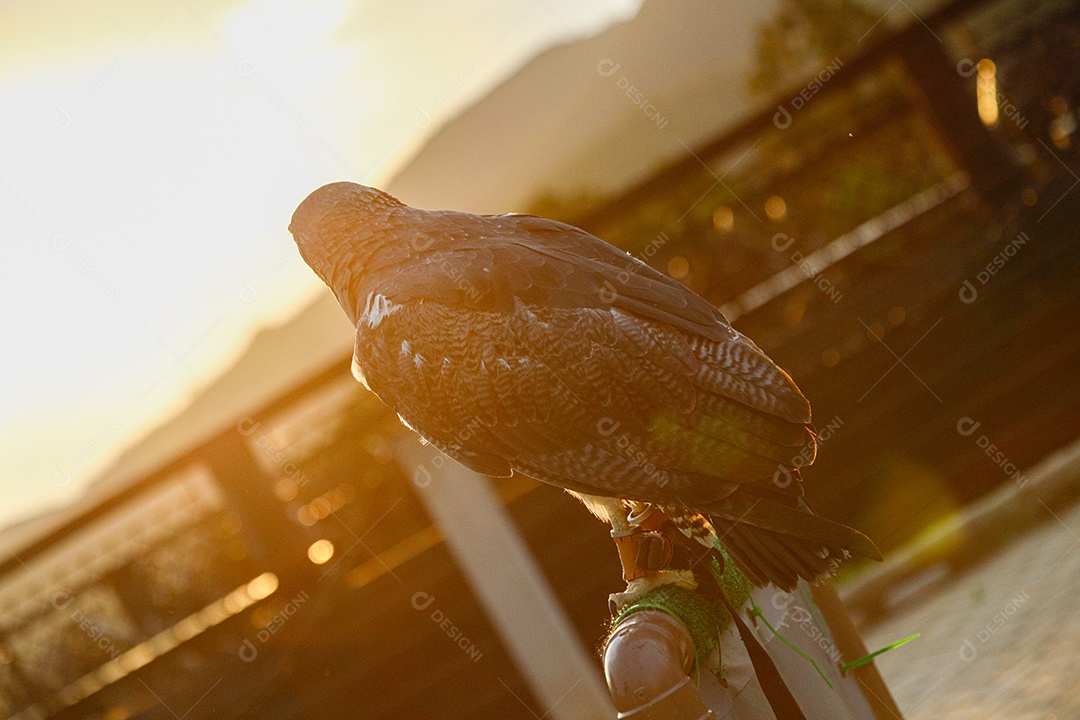 Linda águia sobre uma linda floresta