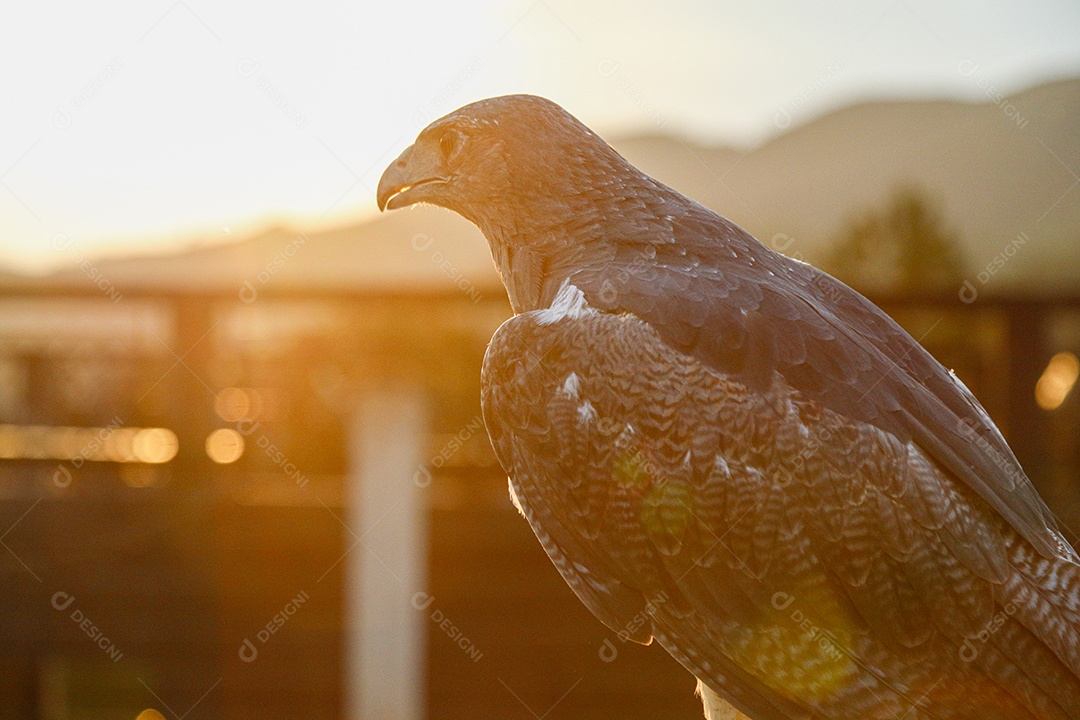 Linda águia pássaro sobre uma floresta