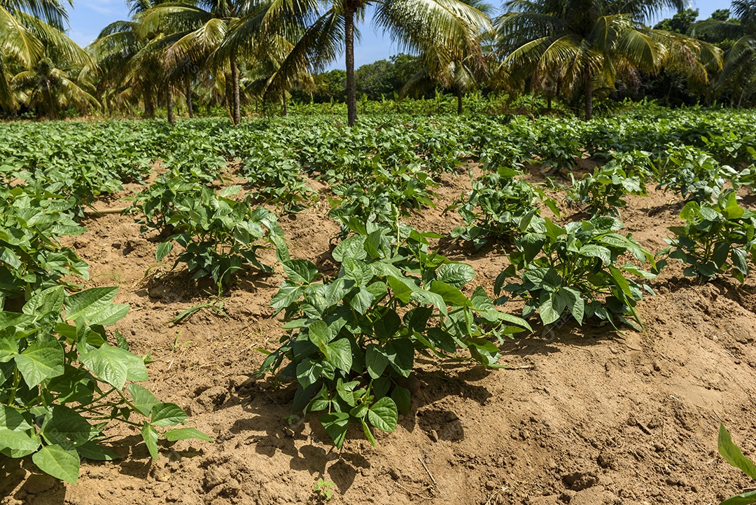 Plantação de inhame em Conde Agricultura brasileira.