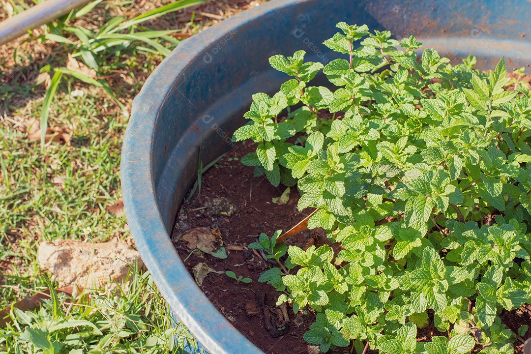 Hortelã plantada no pequeno campo rural. Espaço para texto.