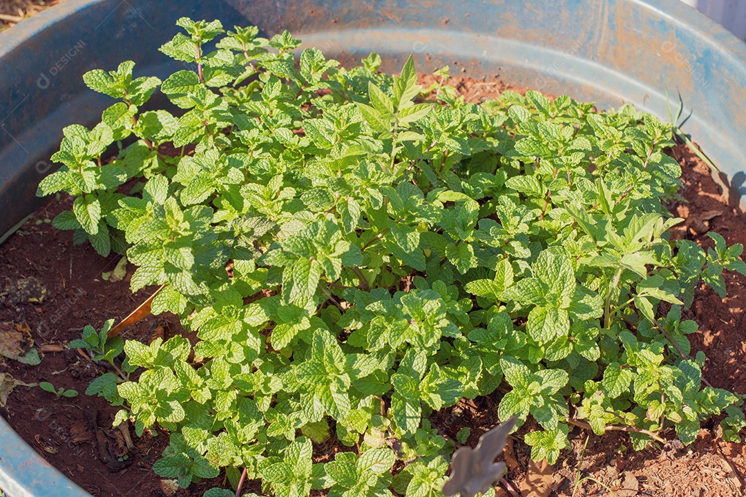 Hortelã plantada no pequeno campo rural. Espaço para texto.