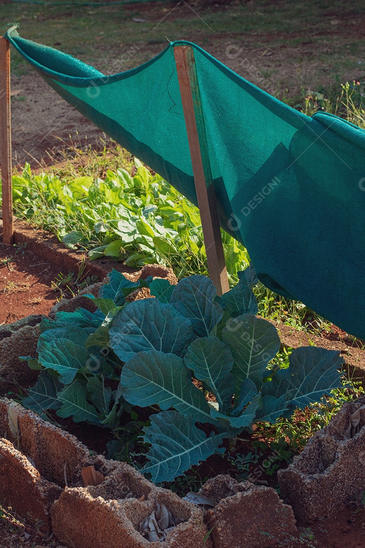 cabeça de repolho plantada na pequena área rural