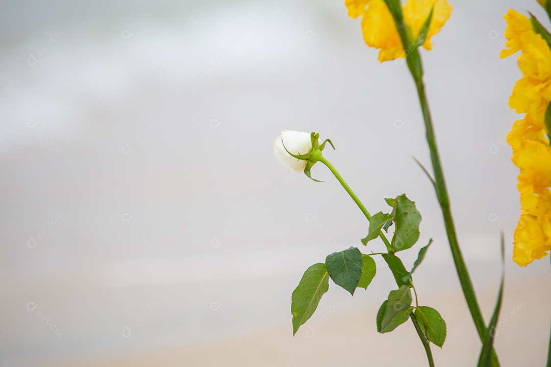 Flores em homenagem a Iemanjá, durante festa na praia de Copacabana.