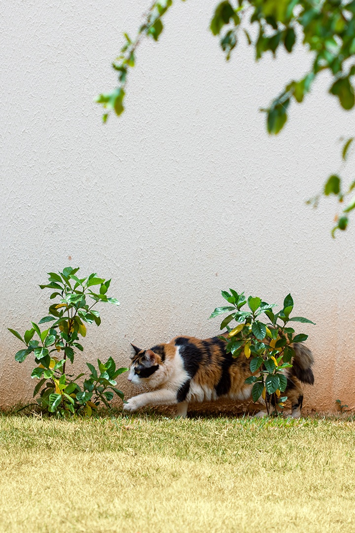 Gato tricolor laranja na grama verde do jardim doméstico