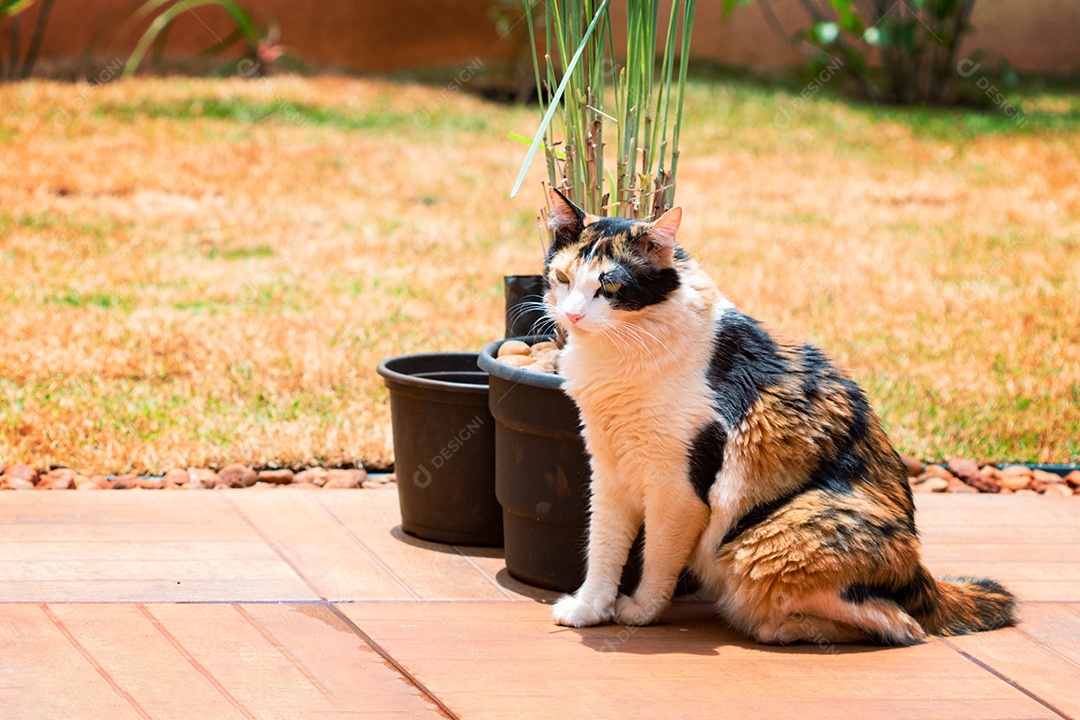 Gato tricolor laranja na grama verde do jardim doméstico