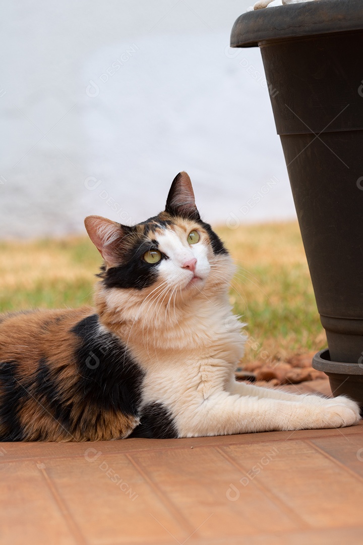 Gato tricolor laranja na tela da janela perto de vaso com flores