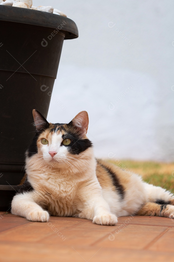 Gato tricolor laranja na grama verde do jardim doméstico