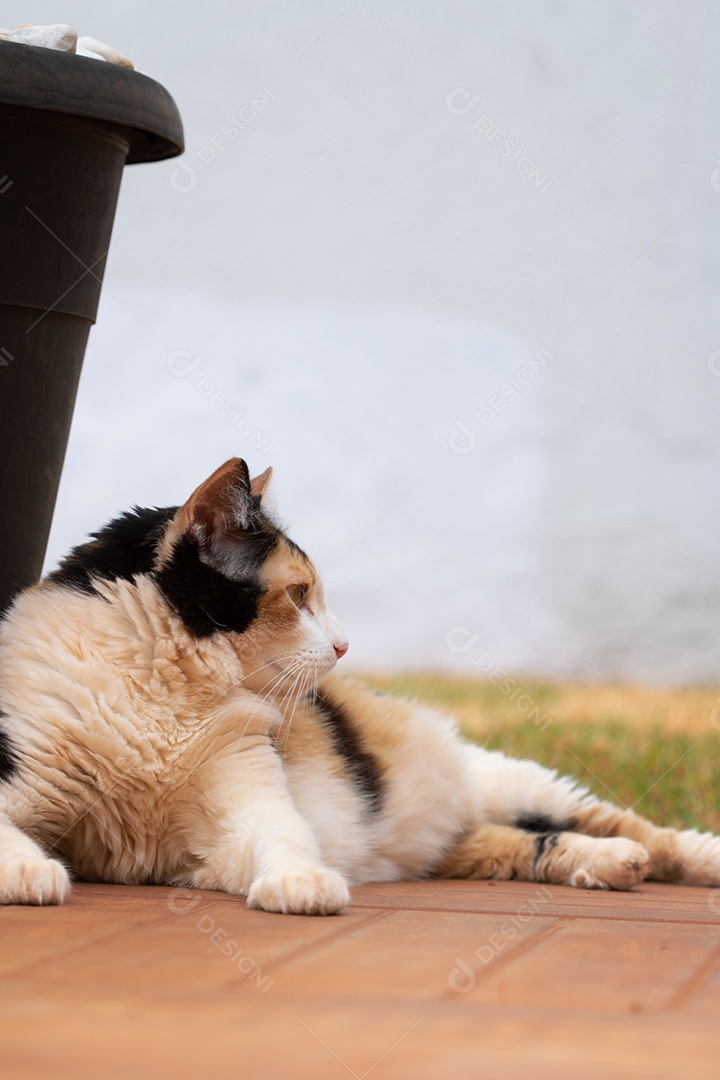 Gato tricolor laranja na grama verde do jardim doméstico