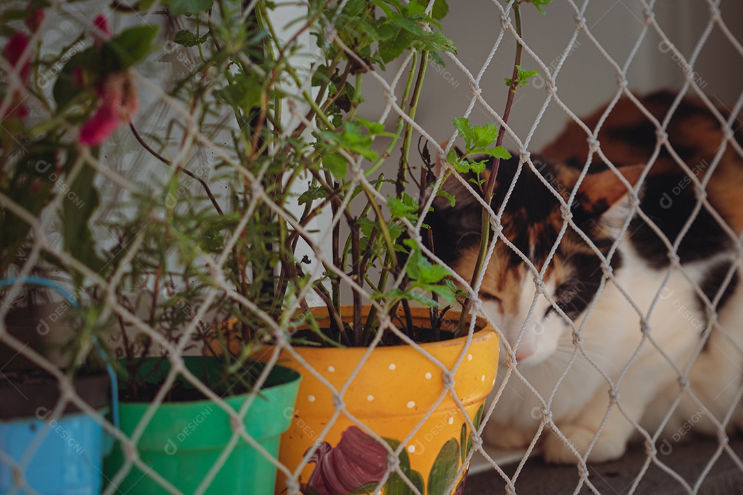 Gato tricolor laranja na tela da janela perto de vaso com flores