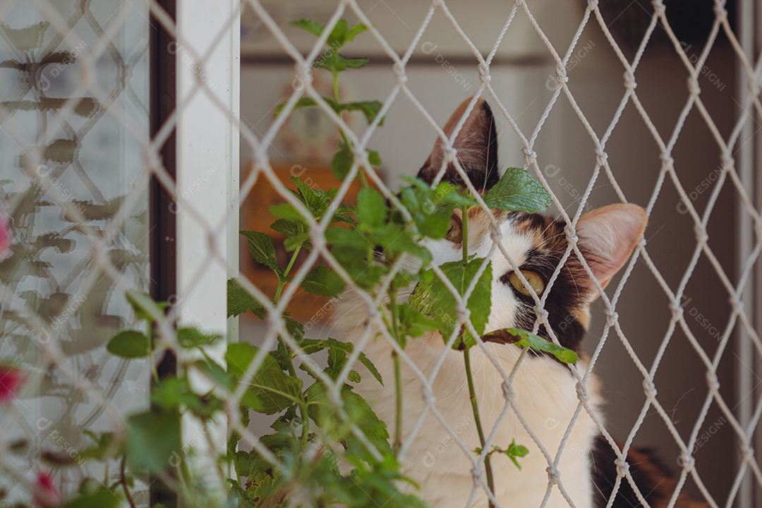 Gato tricolor laranja na tela da janela perto de vaso com flores