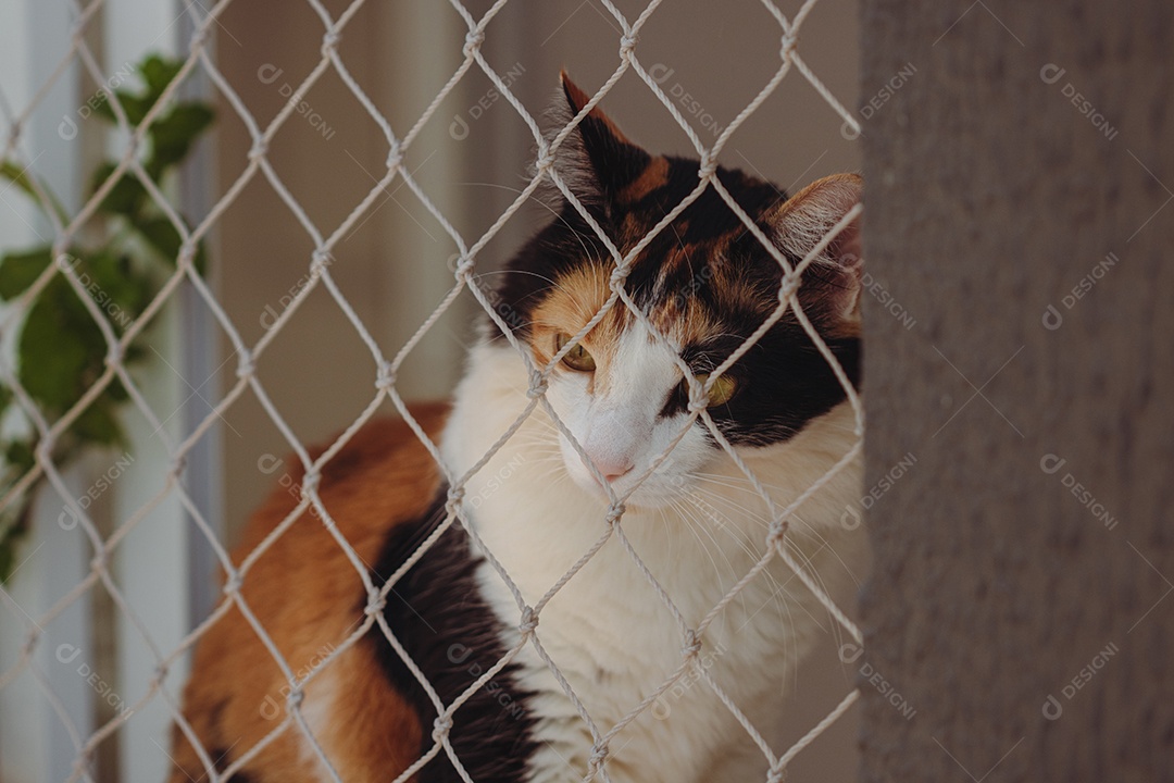 Gato tricolor laranja na tela da janela perto de vaso com flores