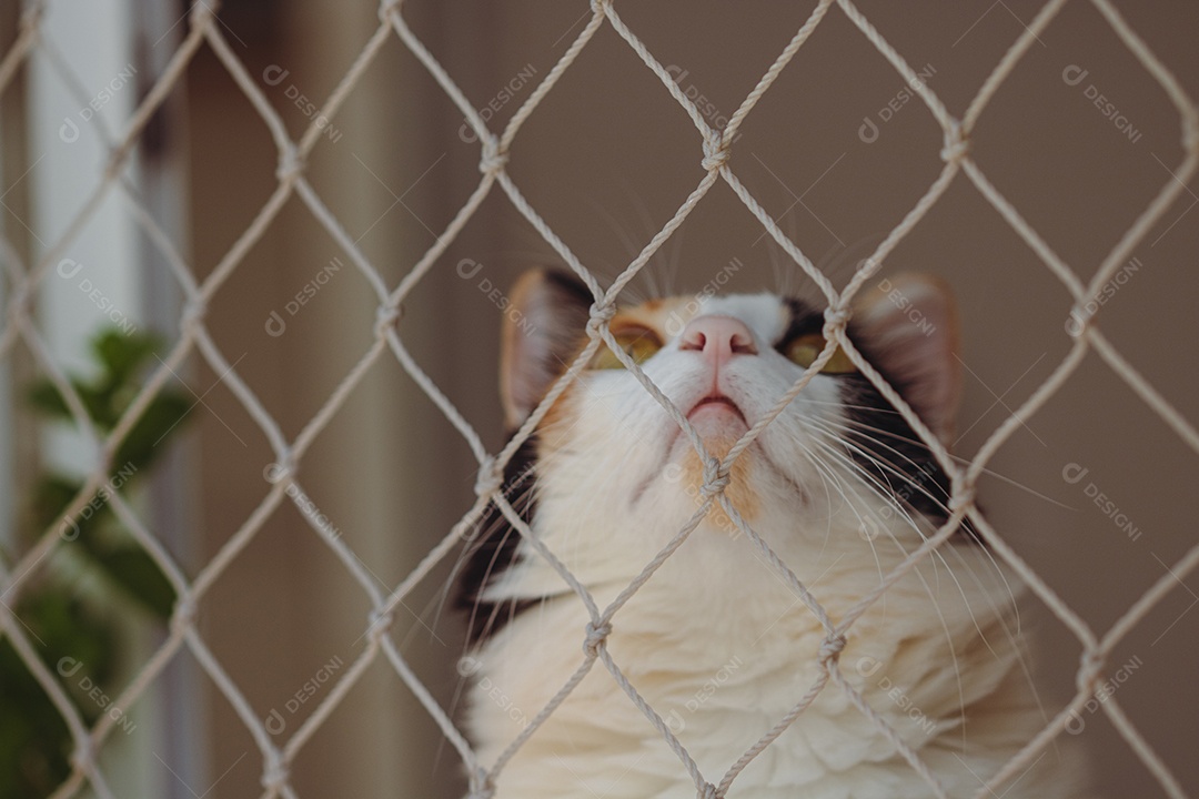 Gato tricolor laranja na tela da janela perto de vaso com flores