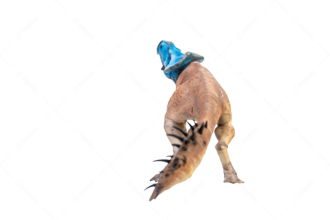 Protoceratops, dinossauro no fundo isolado