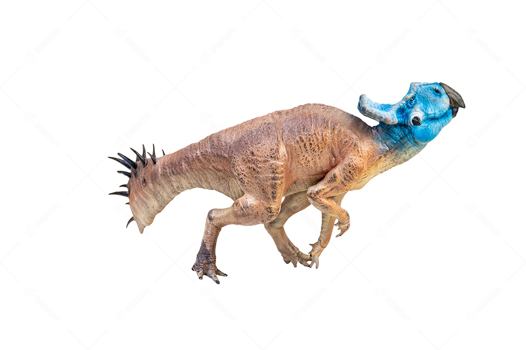 Protoceratops, dinossauro no fundo isolado