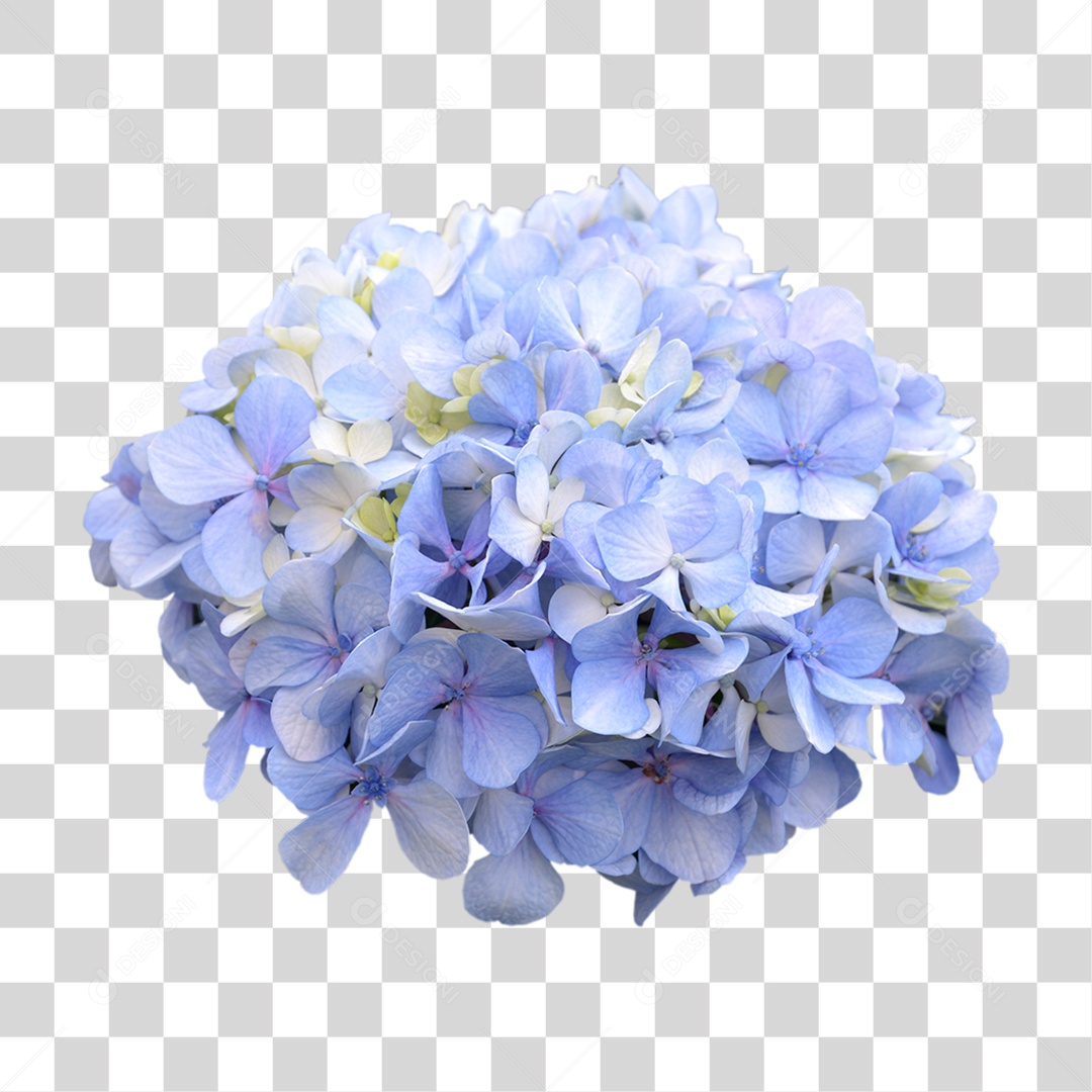 Flor Hortênsia Branca PNG Transparente