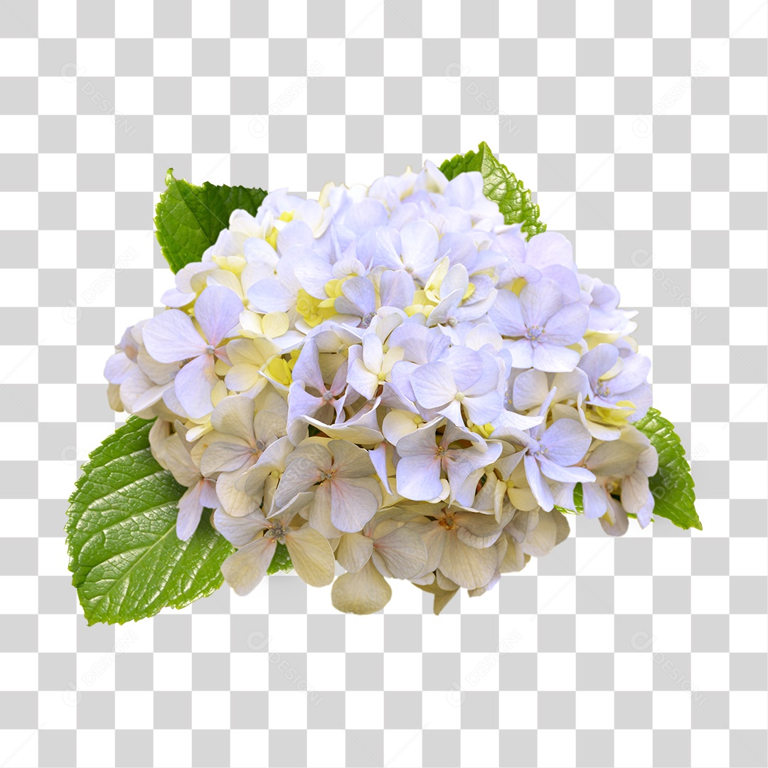 Flor Hortênsia Branca PNG Transparente