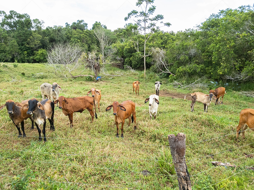 Bois e vacas pastando em uma fazenda rural brasileira.