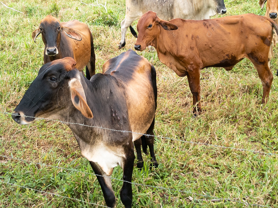 Bois e vacas pastando em uma fazenda rural brasileira.