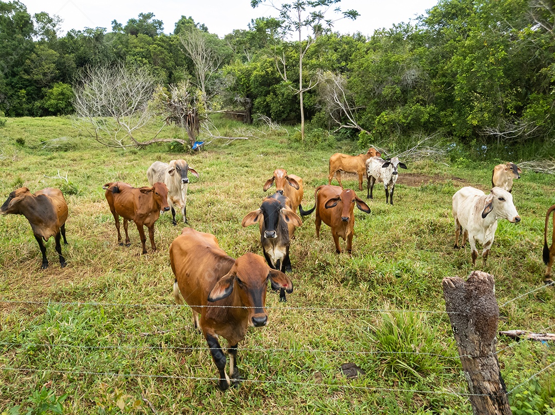 Bois e vacas pastando em uma fazenda rural brasileira.