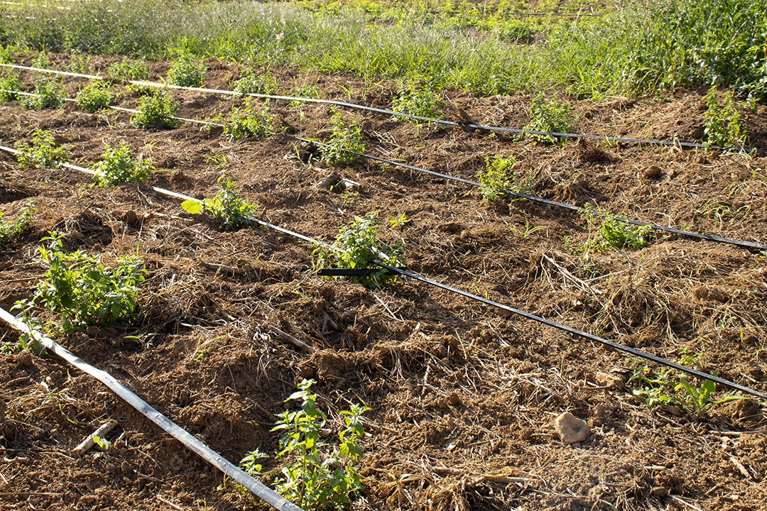 Lindo plantação plantio