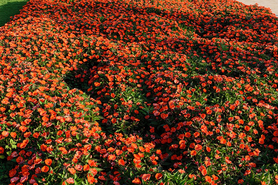 Plantação de flores vermelhas sendo iluminada pela luz do sol.