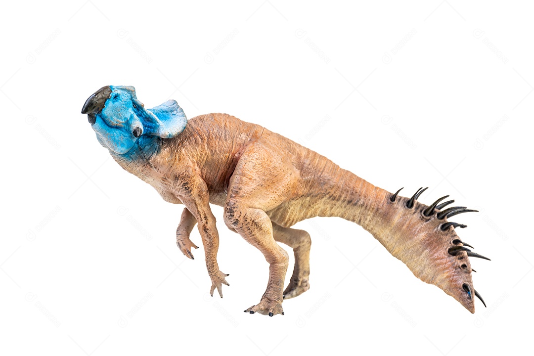 Protoceratops, dinossauro no fundo isolado