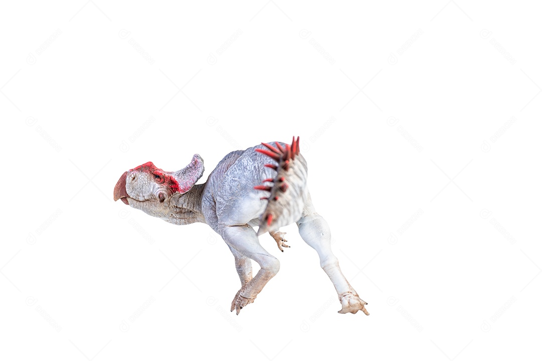 Protoceratops, dinossauro no fundo isolado