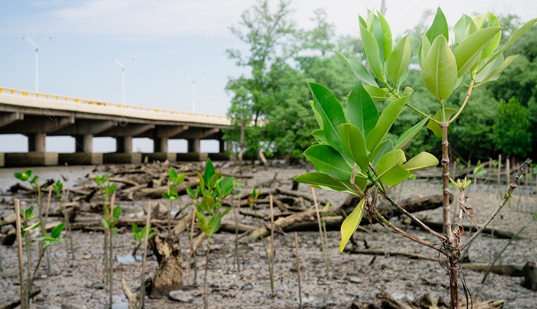 Plantação de árvores de mangue verde na floresta de mangue.