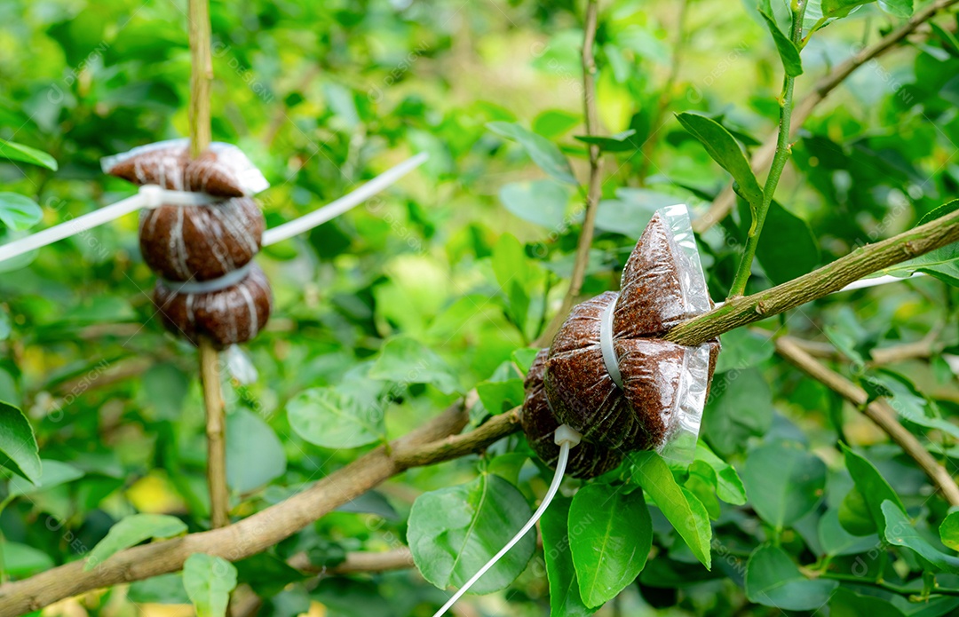 Colocando camadas de ar em um galho de tília em uma horta orgânica.