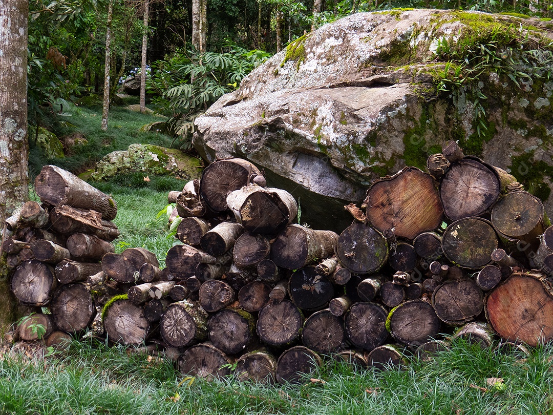 Paisagem com toras de madeira cortadas para lareira empilhadas na floresta