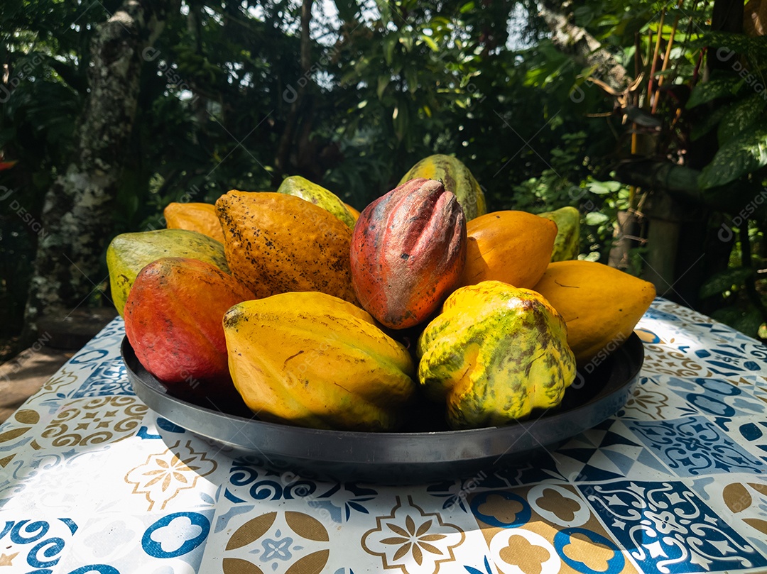 Frutos maduros de cacau em uma tigela sobre a mesa. fruta tropical.