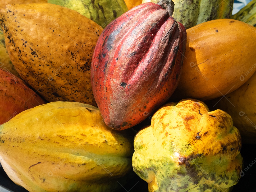 Frutos maduros de cacau em uma tigela sobre a mesa. fruta tropical.